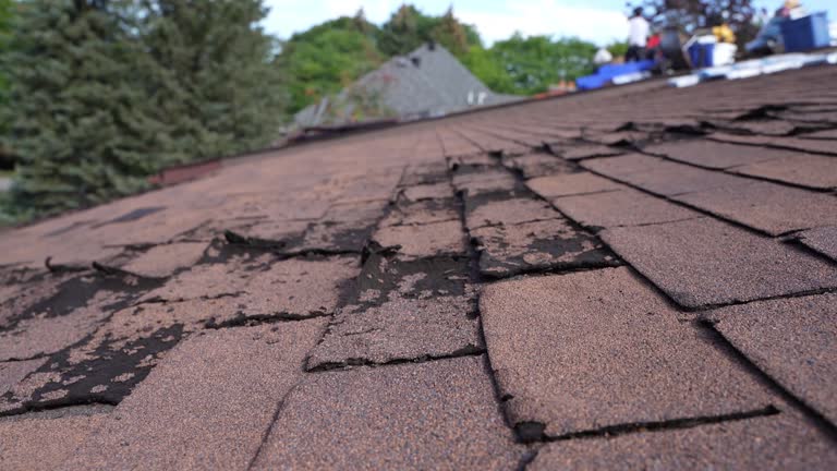 Best Roof Moss and Algae Removal  in Speers, PA